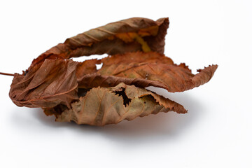 Verwelktes Laubblatt