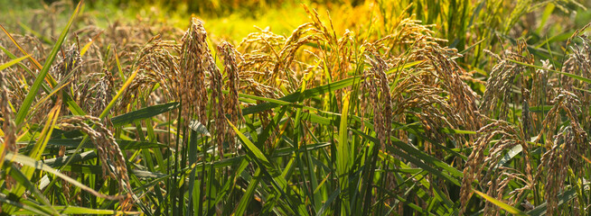 Ripe rice on the field. Rice cultivation