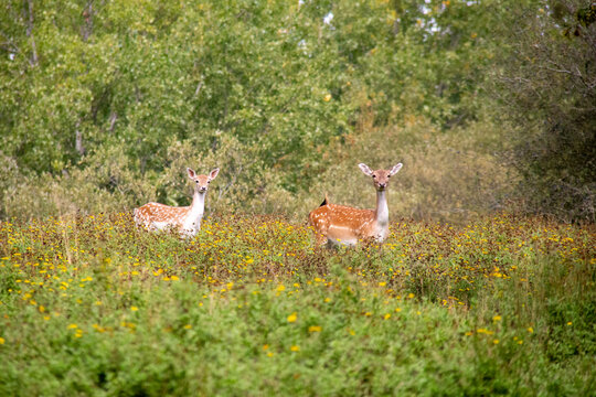 A pair of fallow deer looking a the camera in Epping Forest