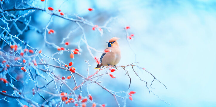 Beautiful Bombycilla garrulus sitting in the winter on a rose hip and looking for food.