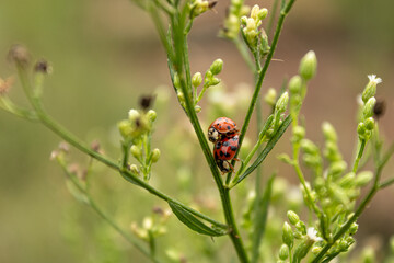Lady Bug Love