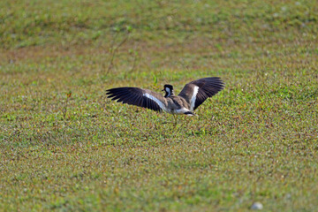 Red-wattled lapwing about to take off.