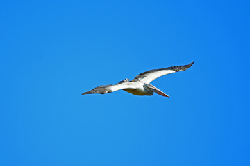 Large Pelican gliding in the blue sky over a lake.