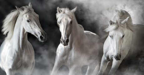 White horse herd portrait in smoke