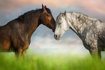Two horses hugging