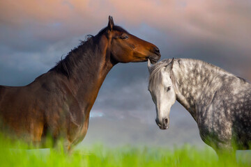 Two horses hugging - 648215092