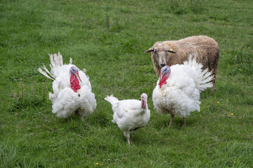 Sheep and turkey outdoors on pasture with green grass.