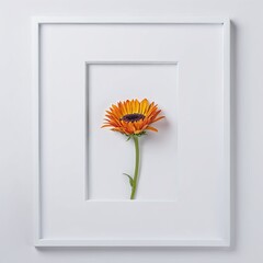 Flower in a white frame against a white background