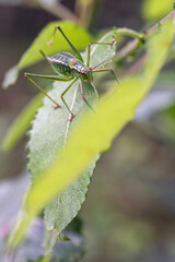 Big green grasshopper on a green leaf.