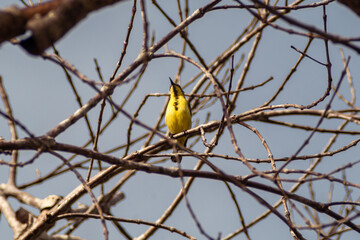 Small yellow bird on the branch 