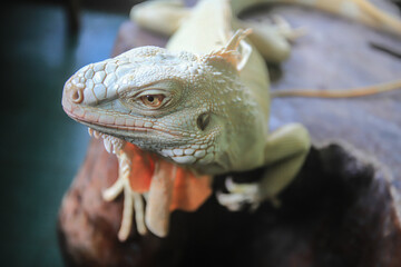 An albino iguana is basking in the not too hot sun on the terrace of a house.
