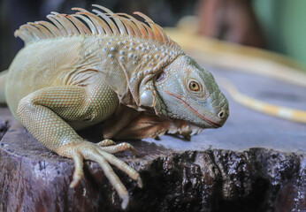 An albino iguana is basking in the not too hot sun on the terrace of a house.