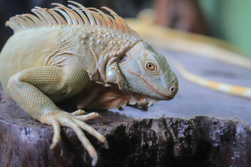 An albino iguana is basking in the not too hot sun on the terrace of a house.