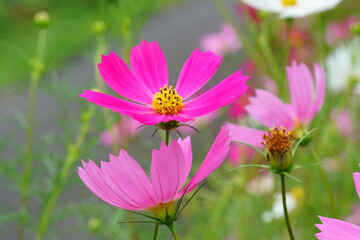 Obraz premium 沢山のコスモスの花