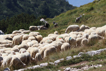 PECORE AL PASCOLO IN MONTAGNA