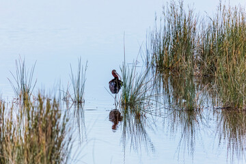 glossy ibis  reflected in the water of the Etangs in Carmarque while foraging in the evening