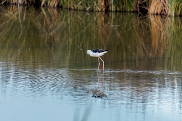 Fototapeta premium black-winged stilt reflected in the water of the Etangs in Carmarque while foraging in the evening