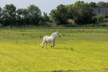 One adult white horse in carmarque galloping across a green meadow