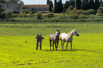 One adult and two adolescent white horses in carmarque galloping across a green meadow