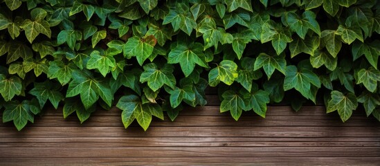 Wood texture with natural patterns on a green leafed background