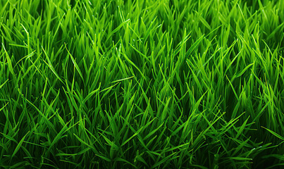 Close-up view of dense vibrant green grass.