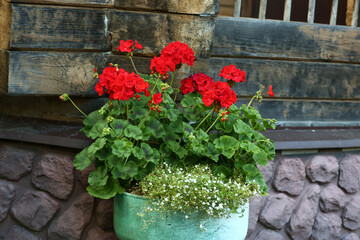 red geranium flowers in flower box close up photo on country house porch background