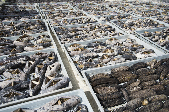 Drying Sea Cucumbers; Nuku Alofa, Tongatapu, Tonga