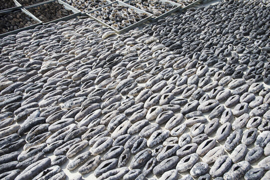 Drying Sea Cucumbers; Nuku Alofa, Tongatapu, Tonga