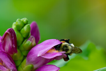 A bumble bee crawling into a pink turtle head flower, Chelone obliqua in a garden