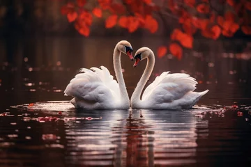Deurstickers Two swans in love swimming in autumn lake. Pair white swans in heart shape floating in pond © DenisNata