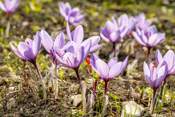 purple crocus (saffron) flowers during harvest