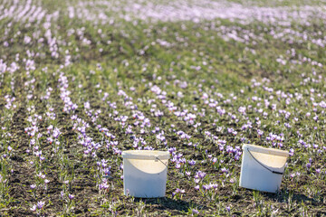 field of saffron  (crocus) flowers during harvest, big quantity 