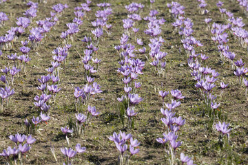 field of saffron  (crocus) flowers, big quantity.