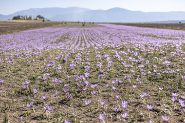 field of saffron  (crocus) flowers, big quantity.