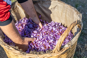 Harvesting the saffron flower. After collection flower buds. Big quantity in basket.