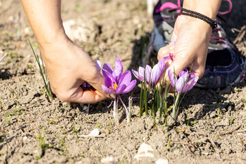 purple crocus flowers harvesting  (Saffron)