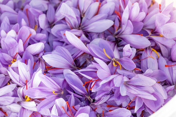 Harvesting the saffron flower. After collection flower buds. Big quantity.