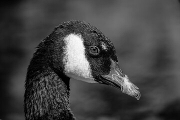 Oie en noir et blanc avec le bec entouré de plumes