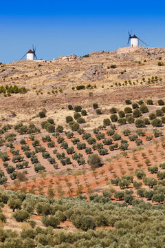 Windmills On A Hill Above Olive Groves; Los Yebenes, Toledo Province, Castilla-La Mancha, Spain