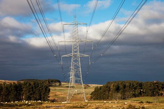 Sheep Grazing At The Base Of Electric Power Transmission Lines Suspended By Towers; Northumberland, England
