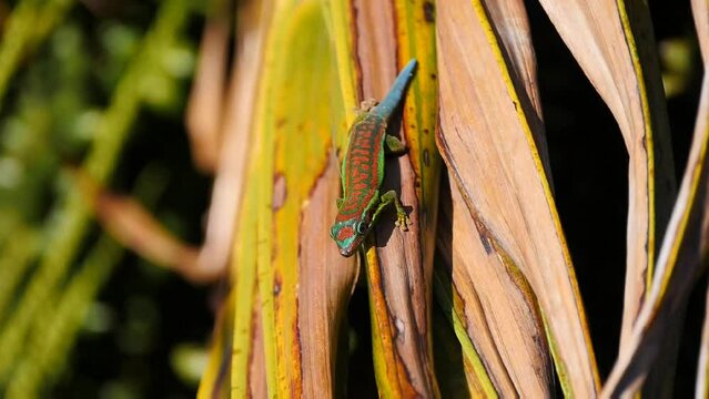 Multicolored turquoise green blue ornate day Gecko on palm tree 