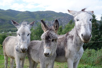 Obraz premium donkeys in the field in South Africa, Western Cape