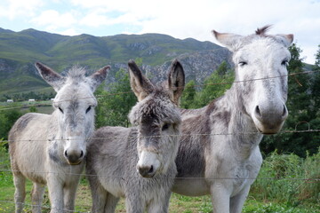 donkeys in the field in South Africa, Western Cape