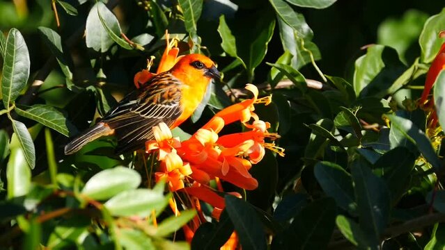 Orange bird eating from trumpet vine creeper plant of same color
