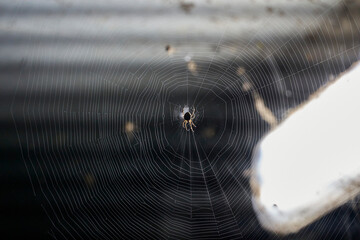 어두운 터널 안에서 조명을 받아 빛나는 거미와 거미줄