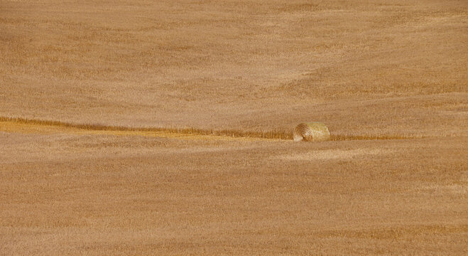 A Field Of Grain With A Hay Bale In A Cut Row; Wetaskiwin County, Alberta, Canada