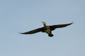 Kormoran im Flug