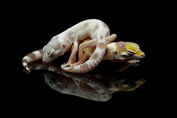 leopard gecko lizard isolated on black, eublepharis macularius