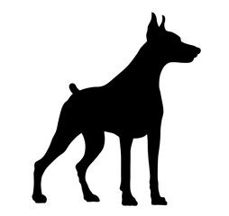 Doberman