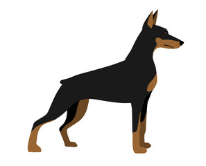 Doberman